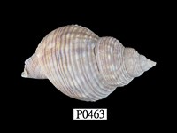 藏品(修飾峨螺)的圖片